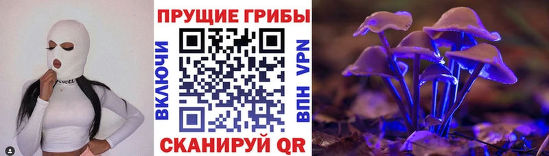 Купить закладки  Завитинск  Псилоцибиновые грибы Psilocybe 